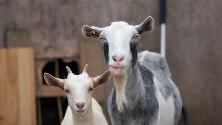 Get Your Goat On At Pasadena Earth Day Observance