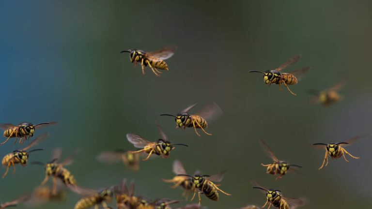 Hiker Airlifted Off Mountain After Getting Stung Over 100 Times By Bees