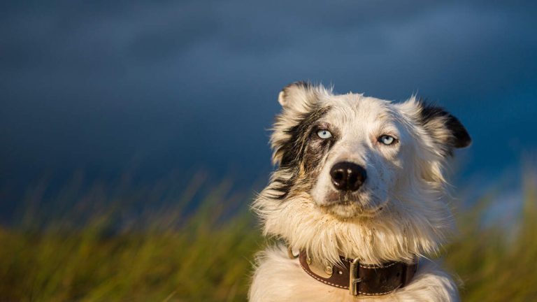 Hiker’s Lost Dog Rescued By Helicopter After Strangers Help Pay For Search