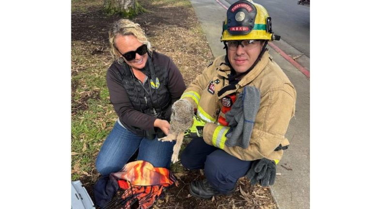 Huntington Beach Firefighters Rescue Baby Owl That Fell From Nest