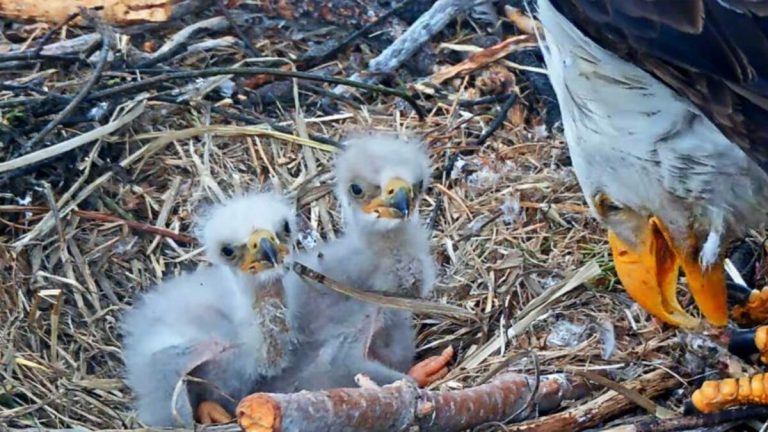 It’s Time To Name Big Bear’s Newest Eaglets!