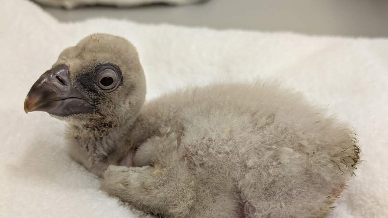 L.A. Zoo Celebrates First Vulture Chick from New Habitat