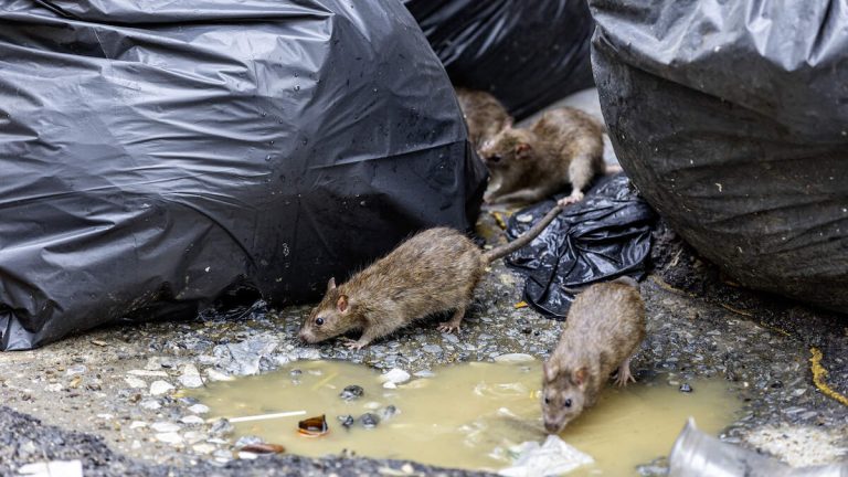Major US City Puts Rats On Birth Control