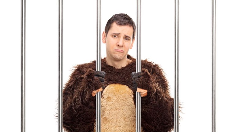 Men Convicted Of Fraud For Damaging Luxury Cars While Wearing Bear Costumes