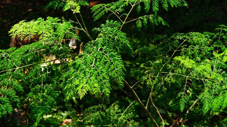 Miracle Plant Rids 98% Of Microplastics From Drinking Water: Study