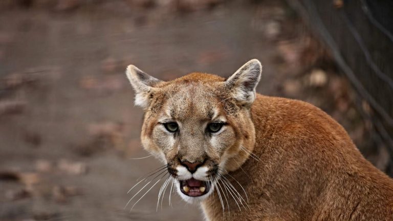 Mountain Lion Kills Family’s Dogs in Southern California