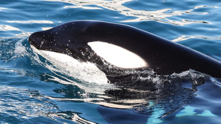 Natural History Museum to Preview New Orca Exhibit