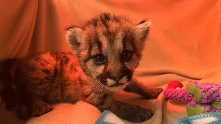Orphaned Mountain Lion Cub Rescued In Southern California