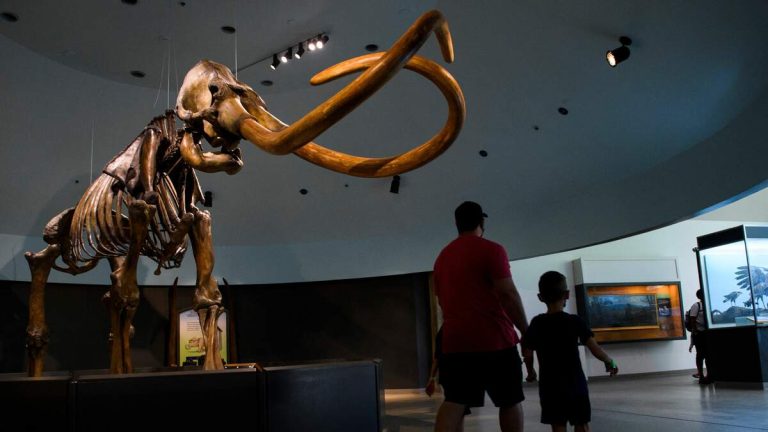 Page Museum at La Brea Tar Pits Set for 2-Year Closure for Renovation