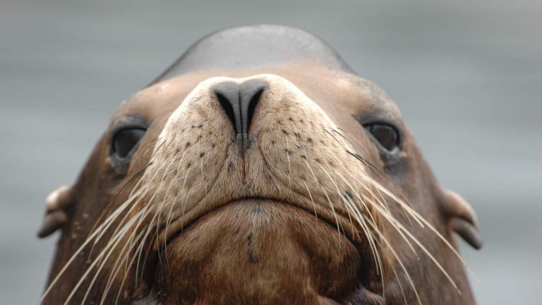 San Francisco Falls In Love With Chonkers, A 2,000-Pound Sea Lion