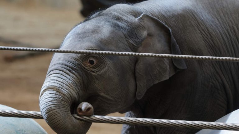 ‘Sassy’ Baby Asian Elephant Makes National Zoo Debut On Earth Day
