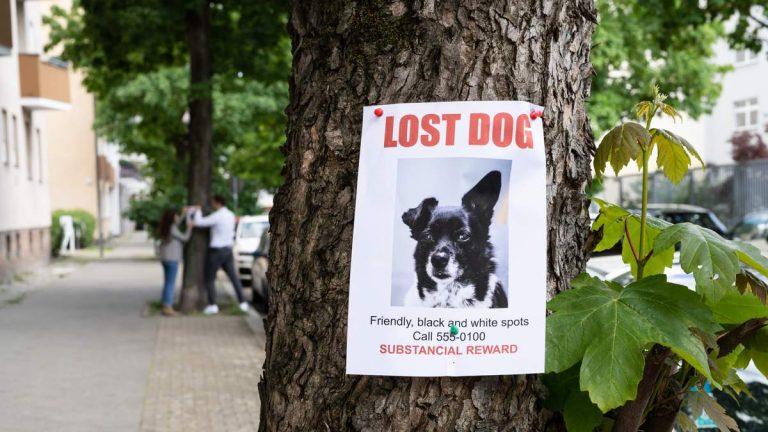 Scammer Poses As Animal Control In Newport Beach Pet Owner Scheme