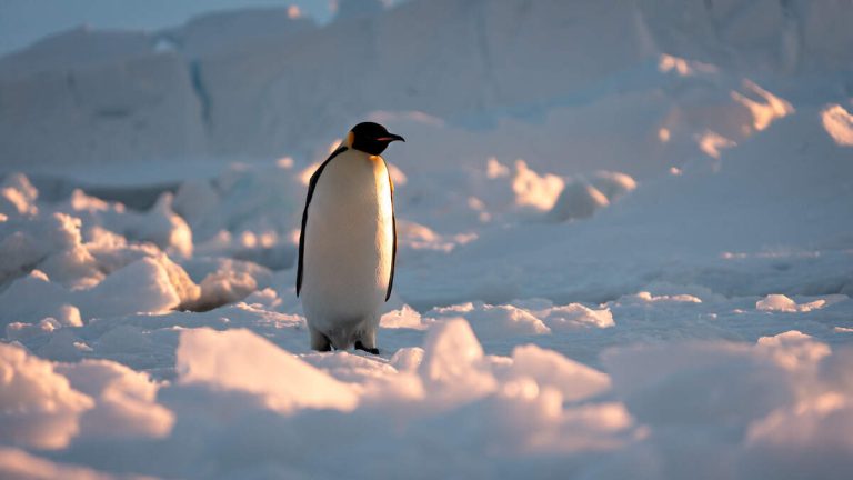 Several Animals Added To List Endangered Species List