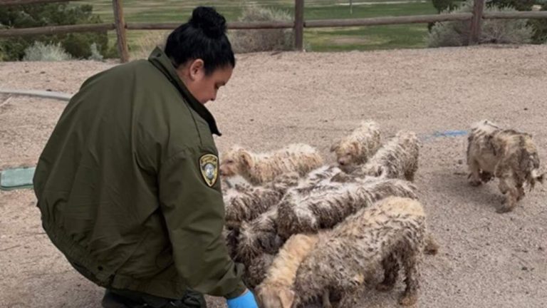 Sixteen Dogs Found Abandoned in Palmdale Park