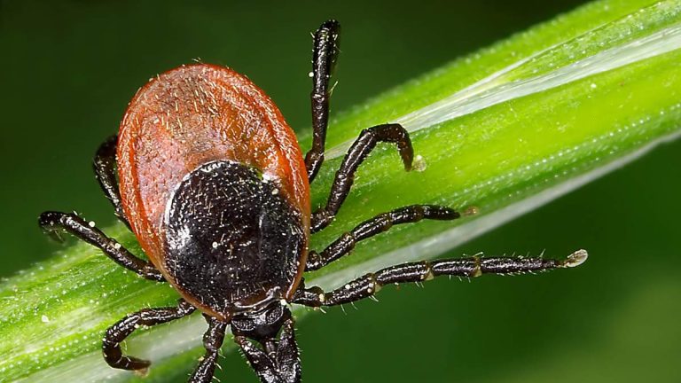Tick Season Off To Early Start With Higher Than Normal Rates Of ER Visits