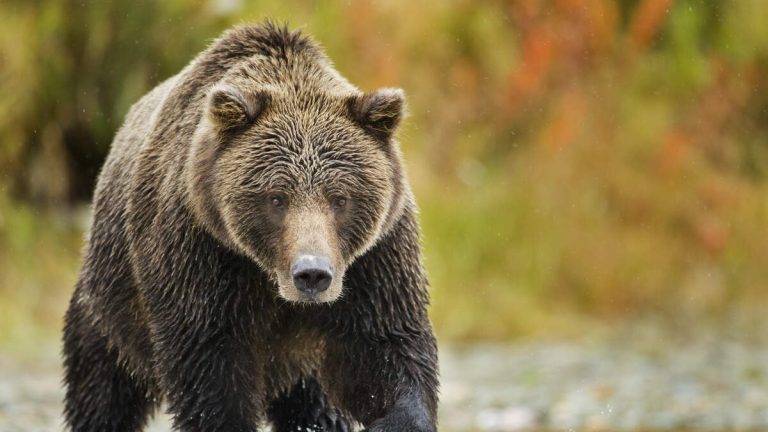 Two Army Soldiers Injured In Bear Attack During Training Exercise