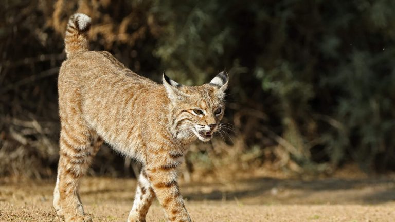 Video Shows Bobcat Stalking Teen Hunter Before Lunging To Attack Him