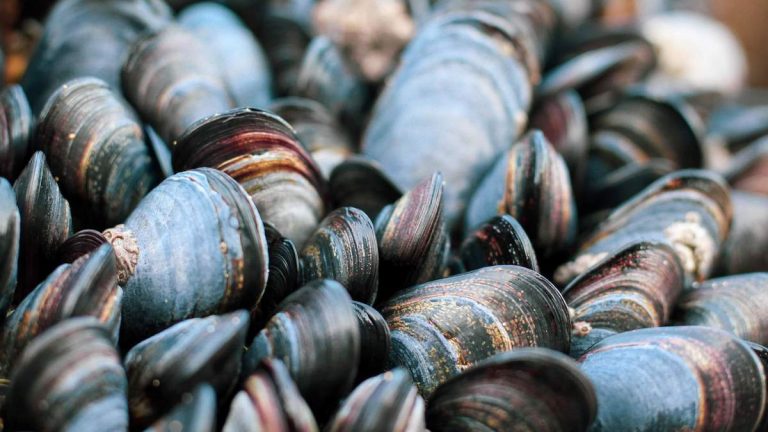 Warning Issued for Recreationally Harvested Mussels from California Coast