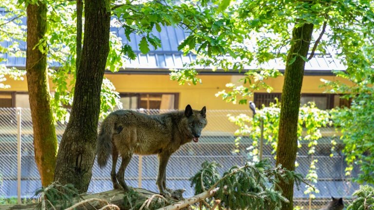 Wolf Captured, Returned To Zoo Nine Days After Escaping