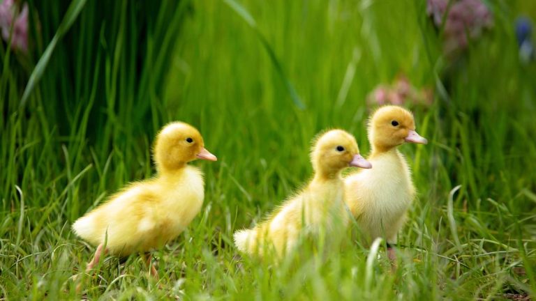 71-Year-Old Man Arrested on Suspicion of Abusing, Killing Ducklings