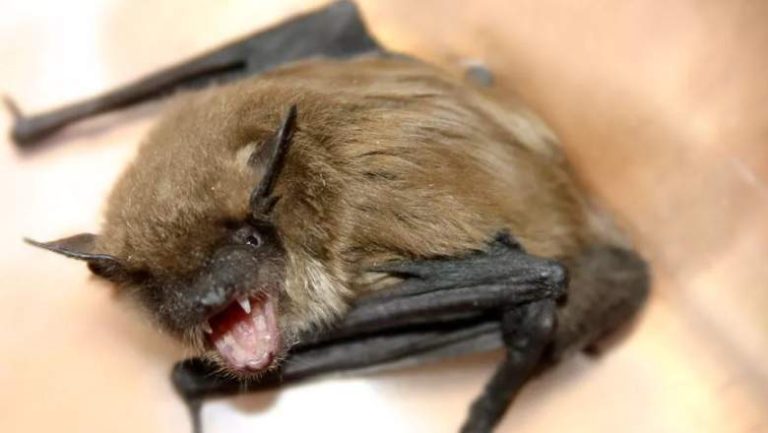Bat Found at Irvine Regional Park Tests Positive For Rabies
