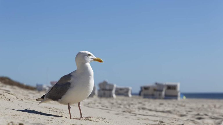 Crescent City: California’s Last Affordable Coastal Haven