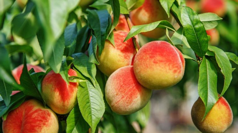 Del Monte Bankruptcy Spurs Peach Tree Removal in California