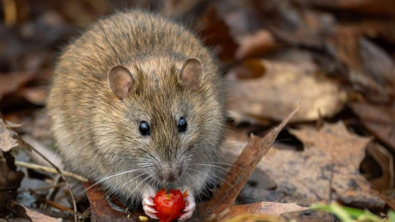 Hantavirus Exposure Risk Higher Than Believed In US, Study Warns
