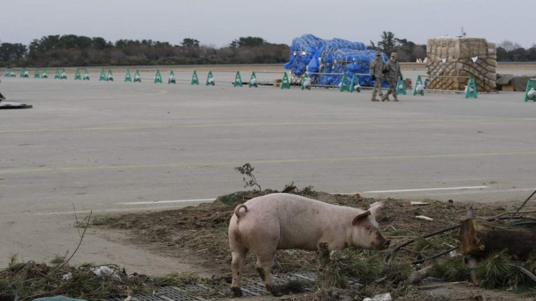 Mutant ‘Super Pigs’ Developing In Nuclear Fallout Zone Near Fukushima