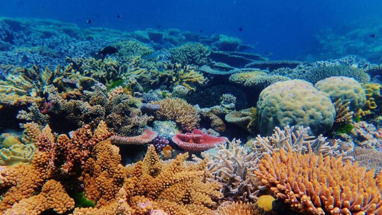 Scientists Discovered A Record Number Of New Species In The Ocean Depths