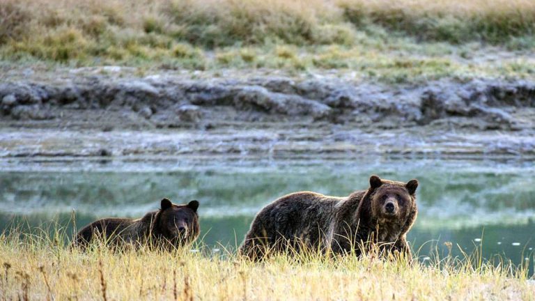 Two Hikers Injured In Bear Attack At Yellowstone National Park