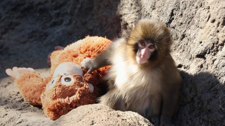Video Shows Man In Emoji Suit Jumping Into Punch The Monkey’s Enclosure