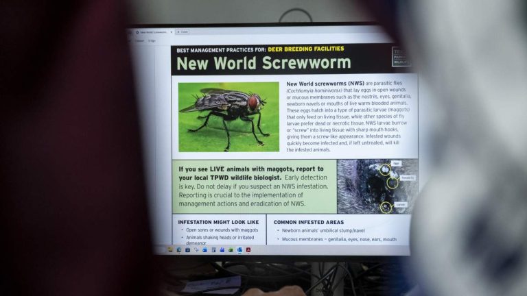 12 Screwworm Cases Confirmed in Texas and New Mexico