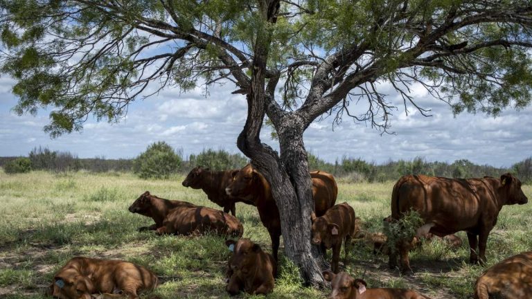 26 Cases Of Screwworm Now Reported In Texas