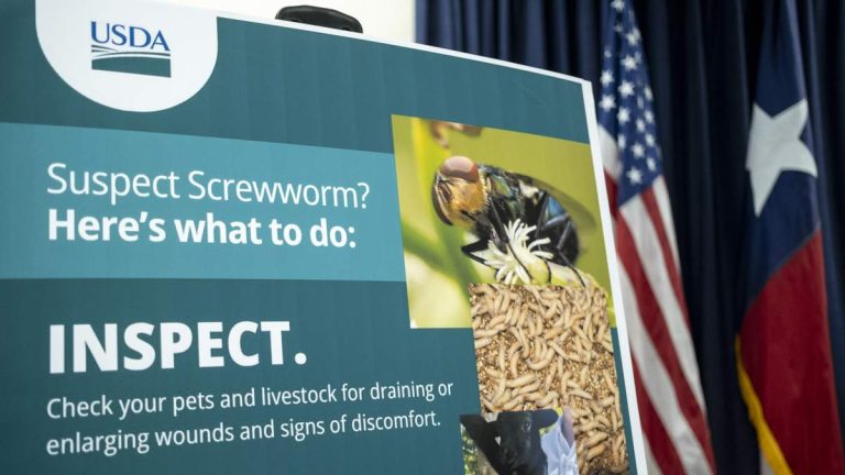 5 Cases Of New World Screwworm Identified