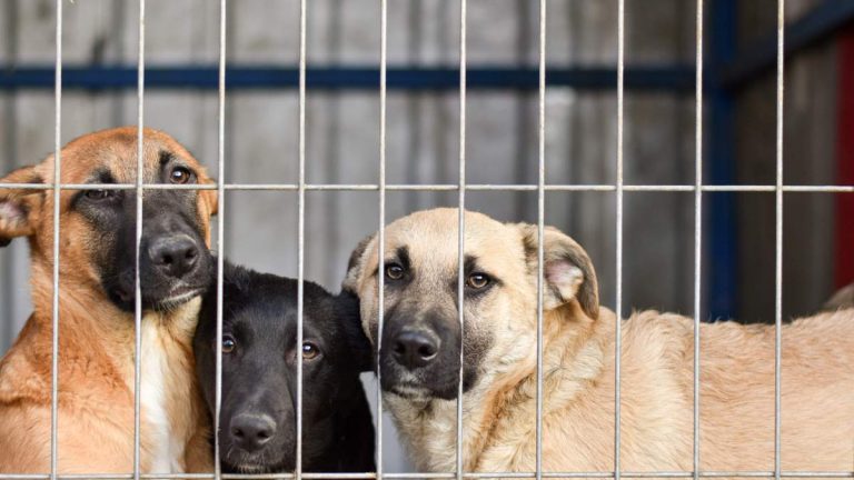 Advocates Push Animal Welfare Measure Backed By Hochman