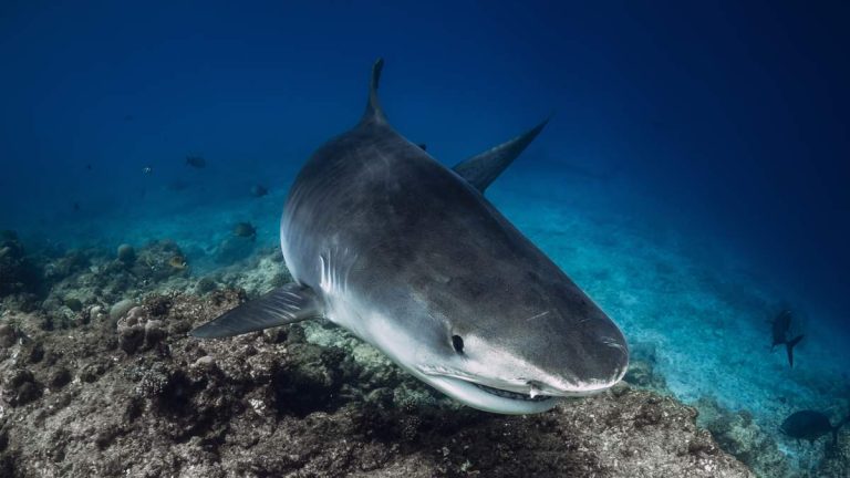 American Boy, 12, Injured In Shark Attack In The Bahamas