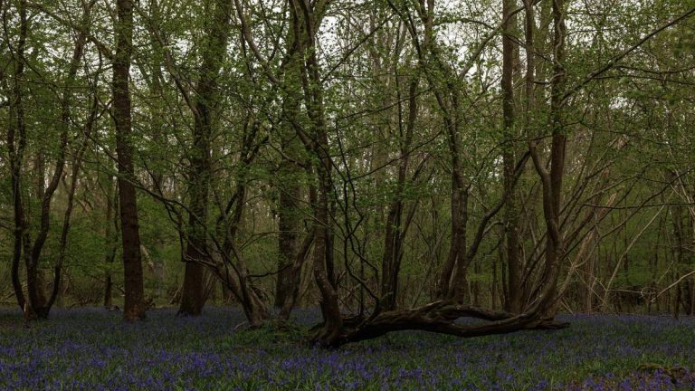Ancient Major Oak Linked to Robin Hood Declared Dead