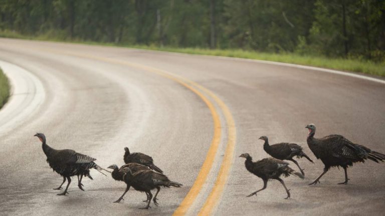 California Woman Attacked by Wild Turkeys on Evening Walk