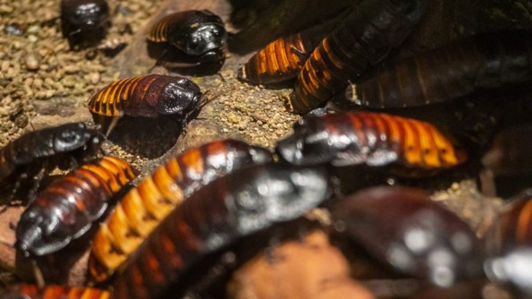 ‘Cockroach Kingpin’ Nabbed With 100,000 Live Insects In Record Bug Bust