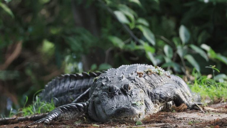 Deadly Gator Attack in Seminole County, Florida