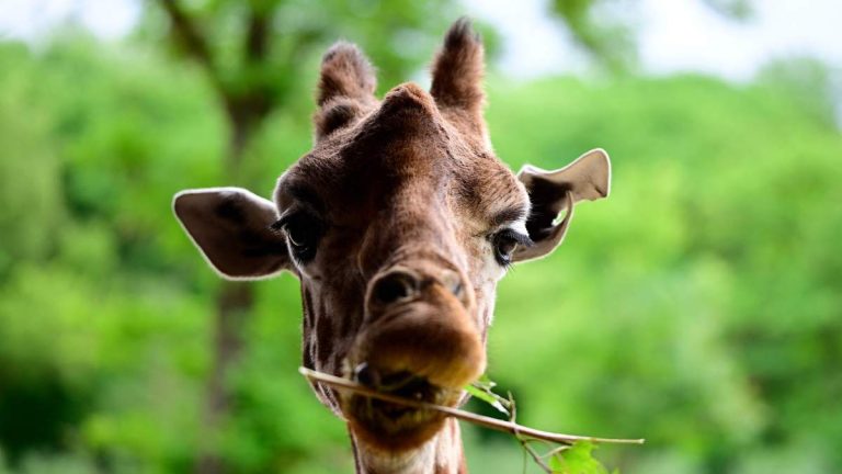 Escaped Giraffe Proving Difficult To Find In Texas Hill Country