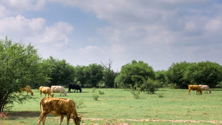 Flesh-Eating Screwworm Detected in Texas