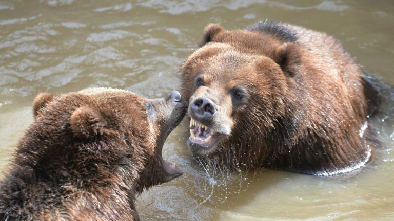 Hiker Survives Grizzly Bear Attack At Glacier National Park
