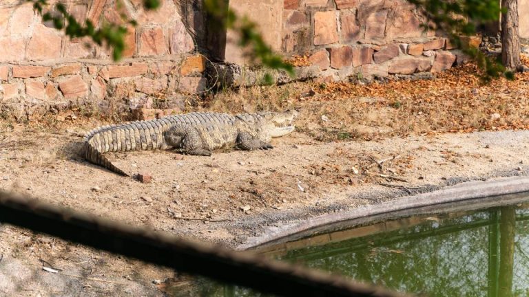 Man Throws Boy Into Crocodile Pit, Zoo Owner’s Wife Jumps In To Save Him