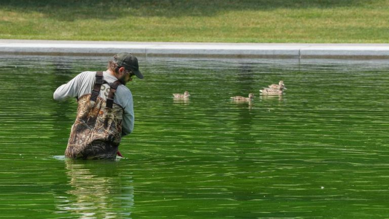 NPS Uses Hydrogen Peroxide for Reflecting Pool Algae