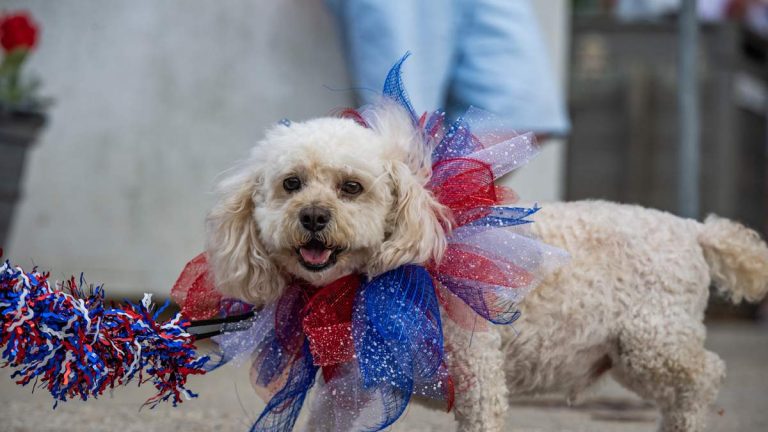 Pasadena Humane Advises Owners to Prepare Pets for Fireworks