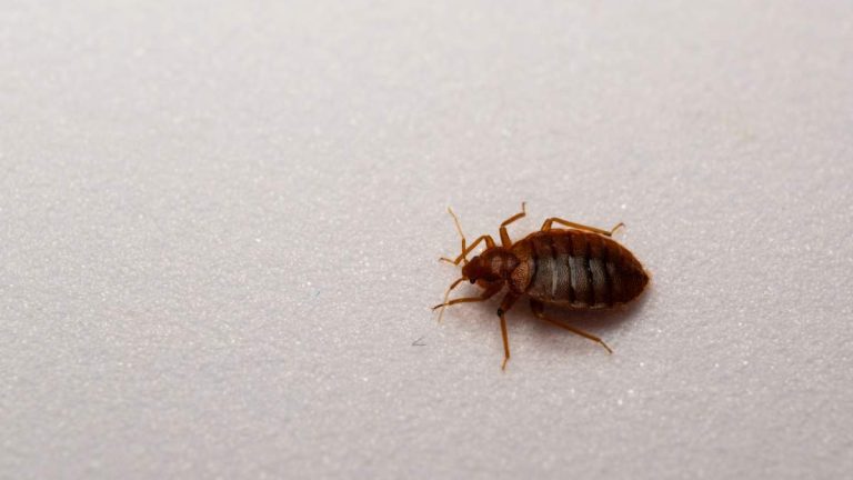 Popular European Tourist Destination Ranked Worst City For Bed Bugs