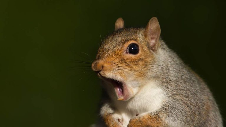 Santa Monica Urges Public to Stop Feeding Squirrels