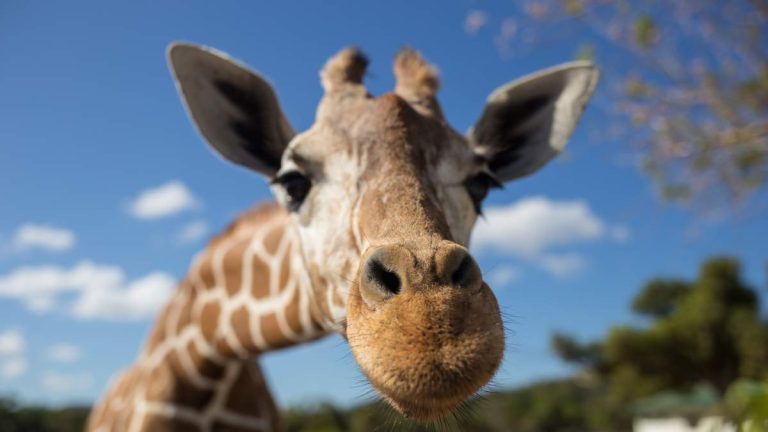 Search Continues For Giraffe That Escaped From Texas Ranch Last Week